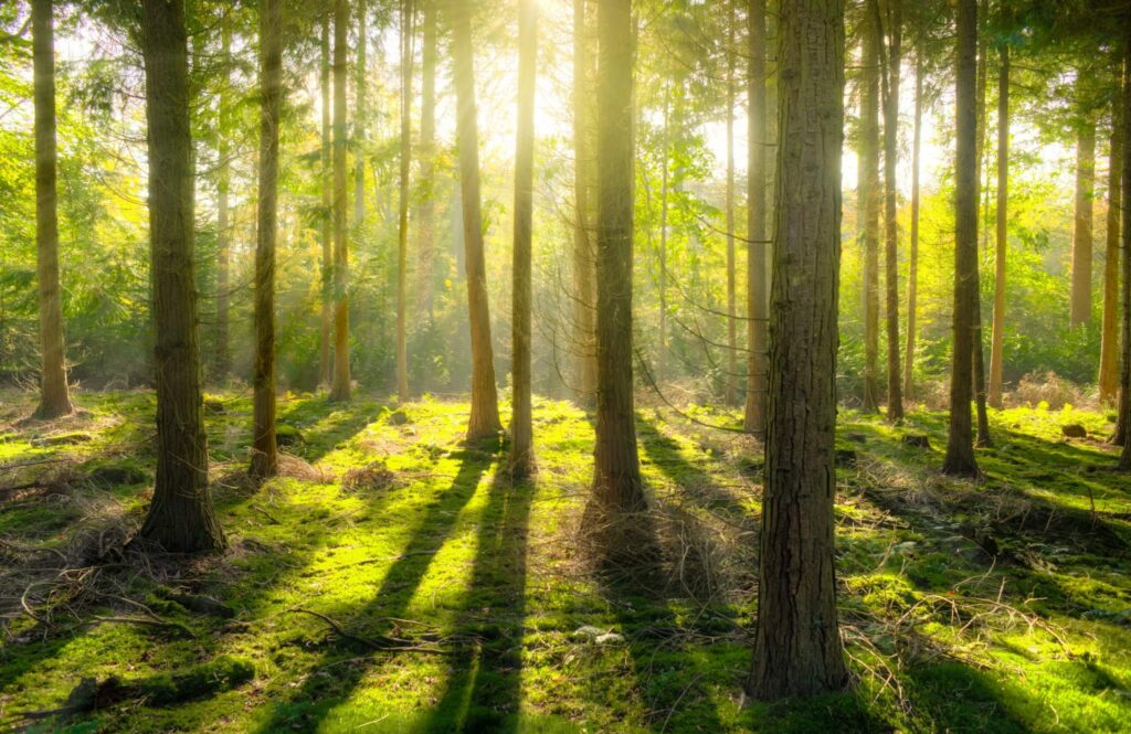Trees in a forest